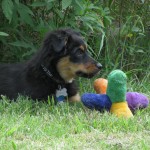 Puppy-016a.jpg