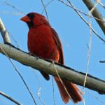 Cardinal