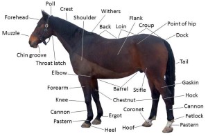 Points_of_a_horse