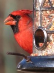 Nature_cardinal