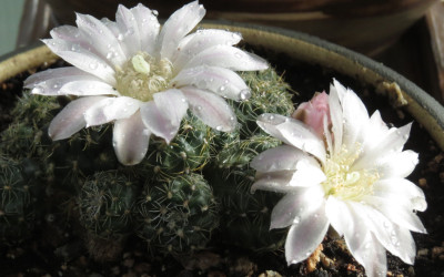 An Easter Cactus Flower