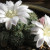 An Easter Cactus Flower