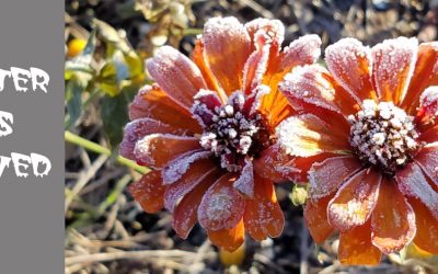 The Killing Frost, A Transition to Winter In My Garden