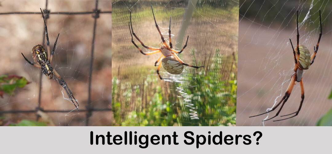 Intelligent Garden Spiders? It’s Not Even Halloween