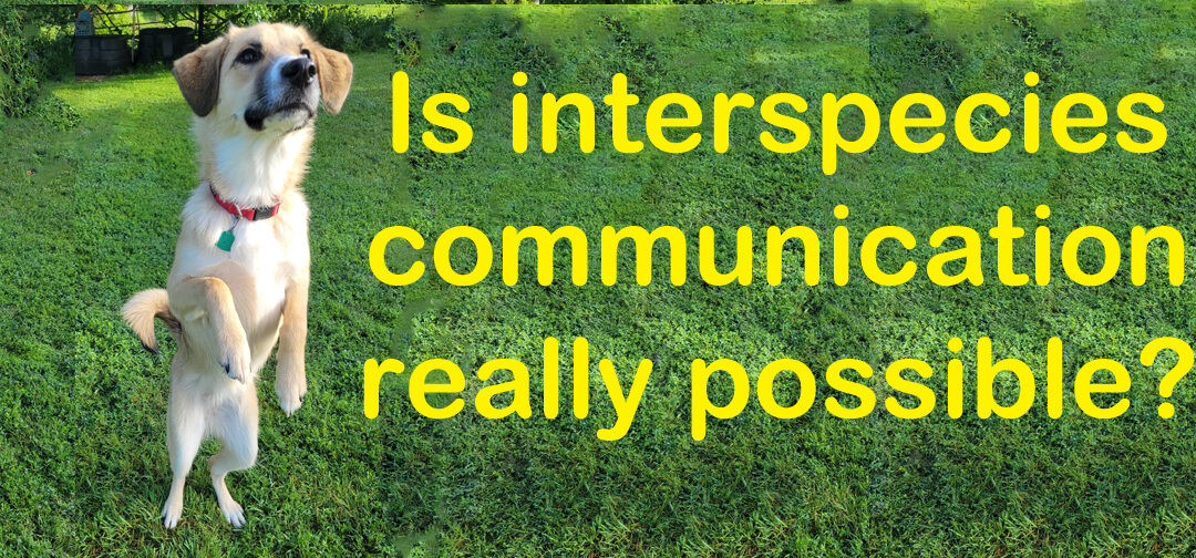 Interspecies Communication As Experienced By An Engineer