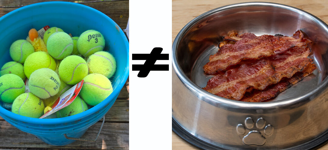 On the Curious Obsession of Australian Shepherds With Tennis Balls