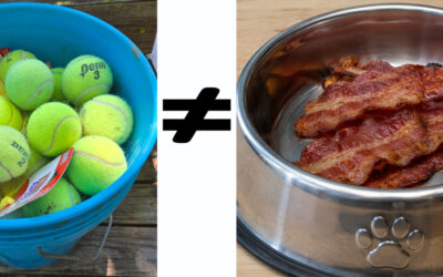 On the Curious Obsession of Australian Shepherds With Tennis Balls